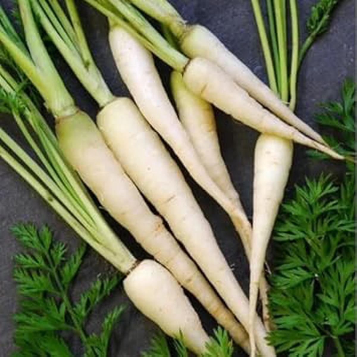 White Carrot Seeds for Planting Heirloom, Non-GMO, Rare Root Variety Organic Garden Seeds