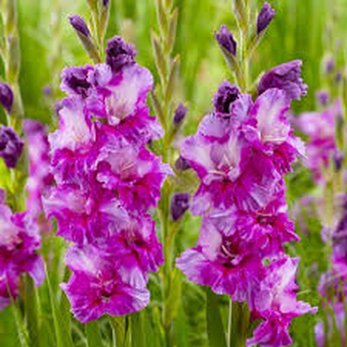 White Purple Gladiolus Flower Seeds for Planting Perfect for Borders, Heirloom, Non-GMO, High Germination