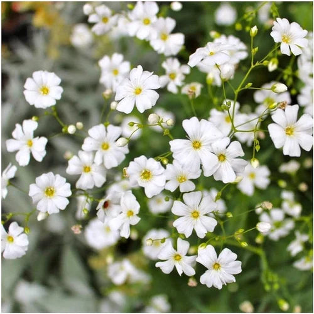 White Waterhyssop Flower Seeds for Planting  Heirloom, Non-GMO, High Germination Organic Garden Seeds
