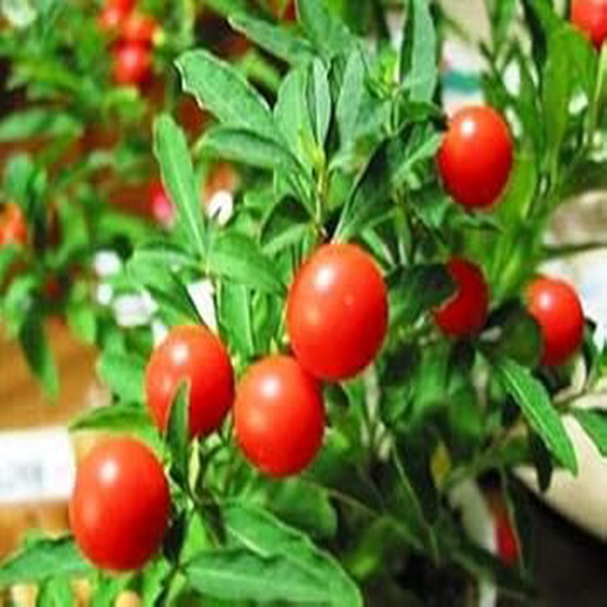 Withania Somnifera fruit seeds for planting Heirloom & Non-GMO hardy garden seeds