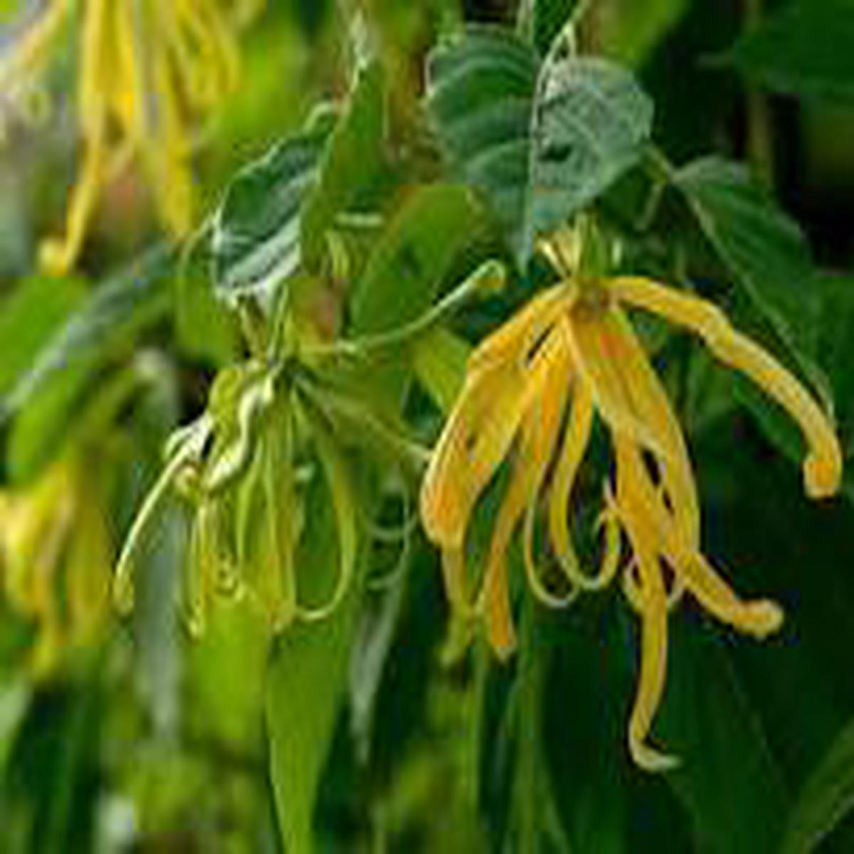Ylang-Ylang Flower seeds for Planting - Pollinator Friendly, Heirloom & GMO Free Seeds for Home Garden, 100pcs