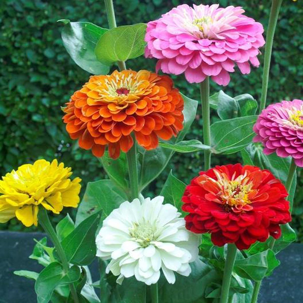 Zinnia Flower Seeds for Planting  Heirloom Non-GMO, High Germination Organic Garden Seeds