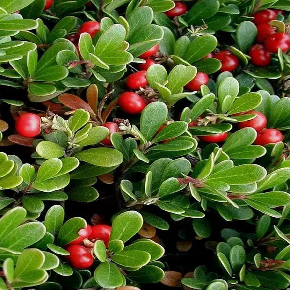 Bearberry fruit seeds for planting - Heirloom & Non-GMO Garden seeds