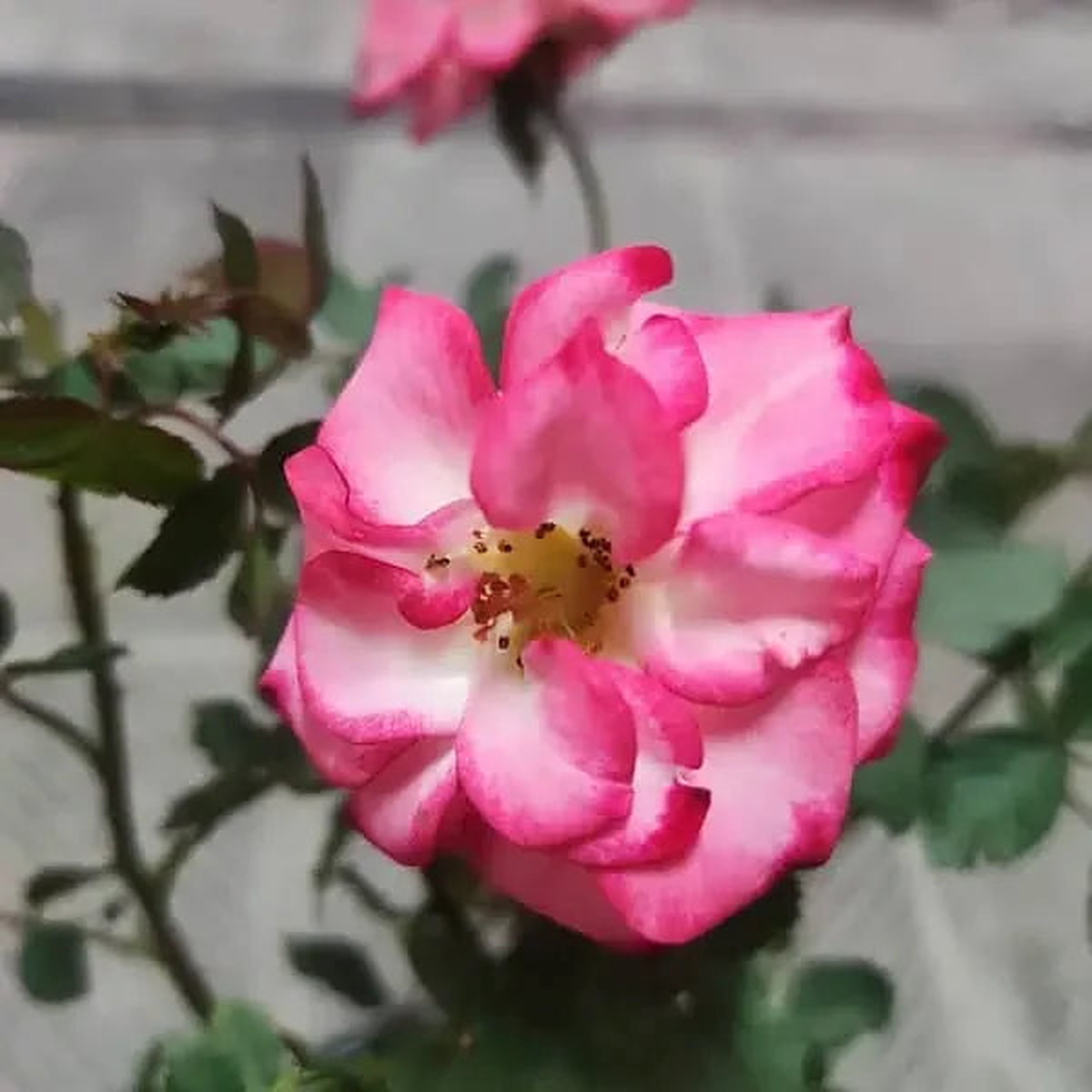 Betty Boop Rose Seeds Heirloom Non-GMO, Compact Blooms for Home Gardens