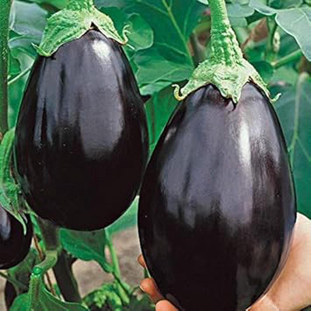 Black Eggplant Seeds for Planting - Heirloom Non-GMO Organic Garden Seeds, High Germination, Glossy Rich-Tasting Variety