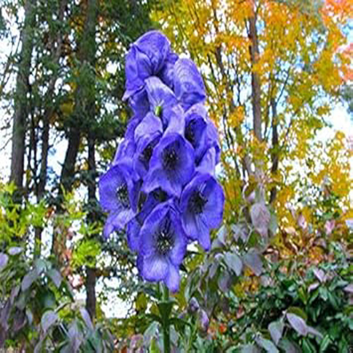 Blue Monkshood Flower Seeds for Planting  Rare Perennial Garden Blooms