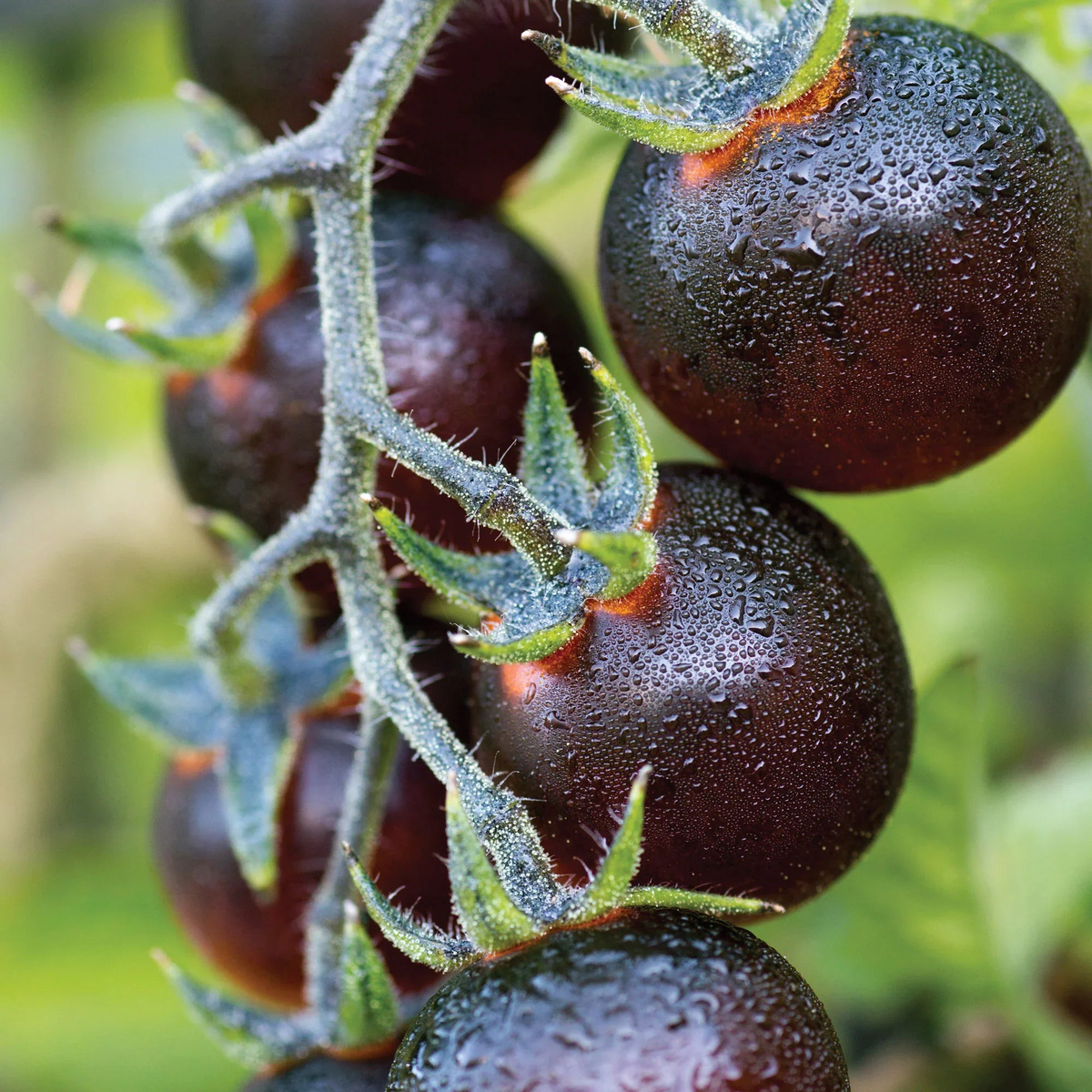 Blueberries Tomato Vegetable Seeds for Planting  Heirloom & Non-GMO Garden Seeds