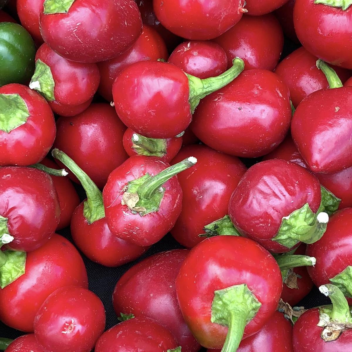 Cherry Bomb Pepper Seeds for Planting Heirloom & Non-GMO Chili Seeds
