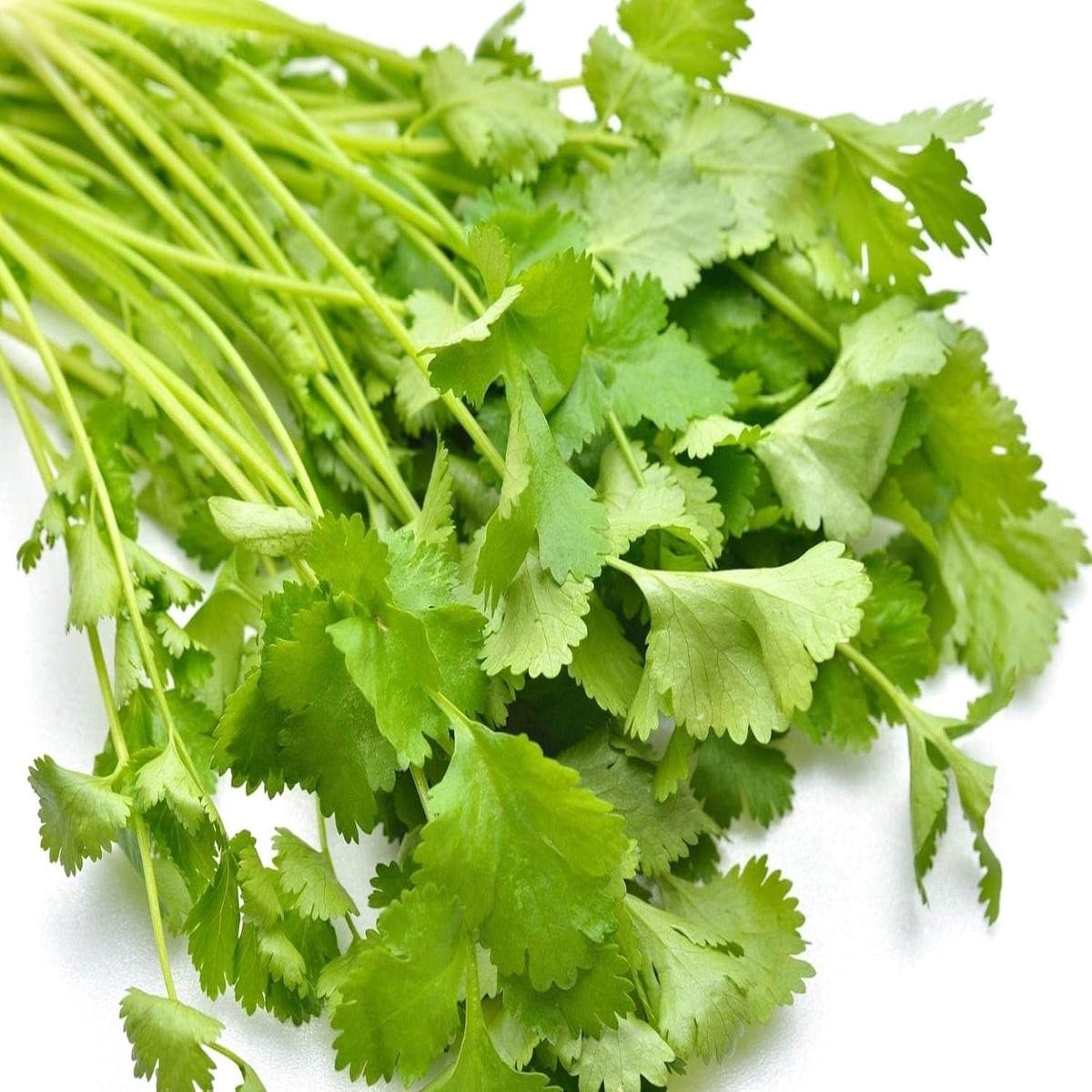 Cilantro Herb Seeds for Planting Heirloom, Non-GMO, Organic Garden Seeds with High Germination