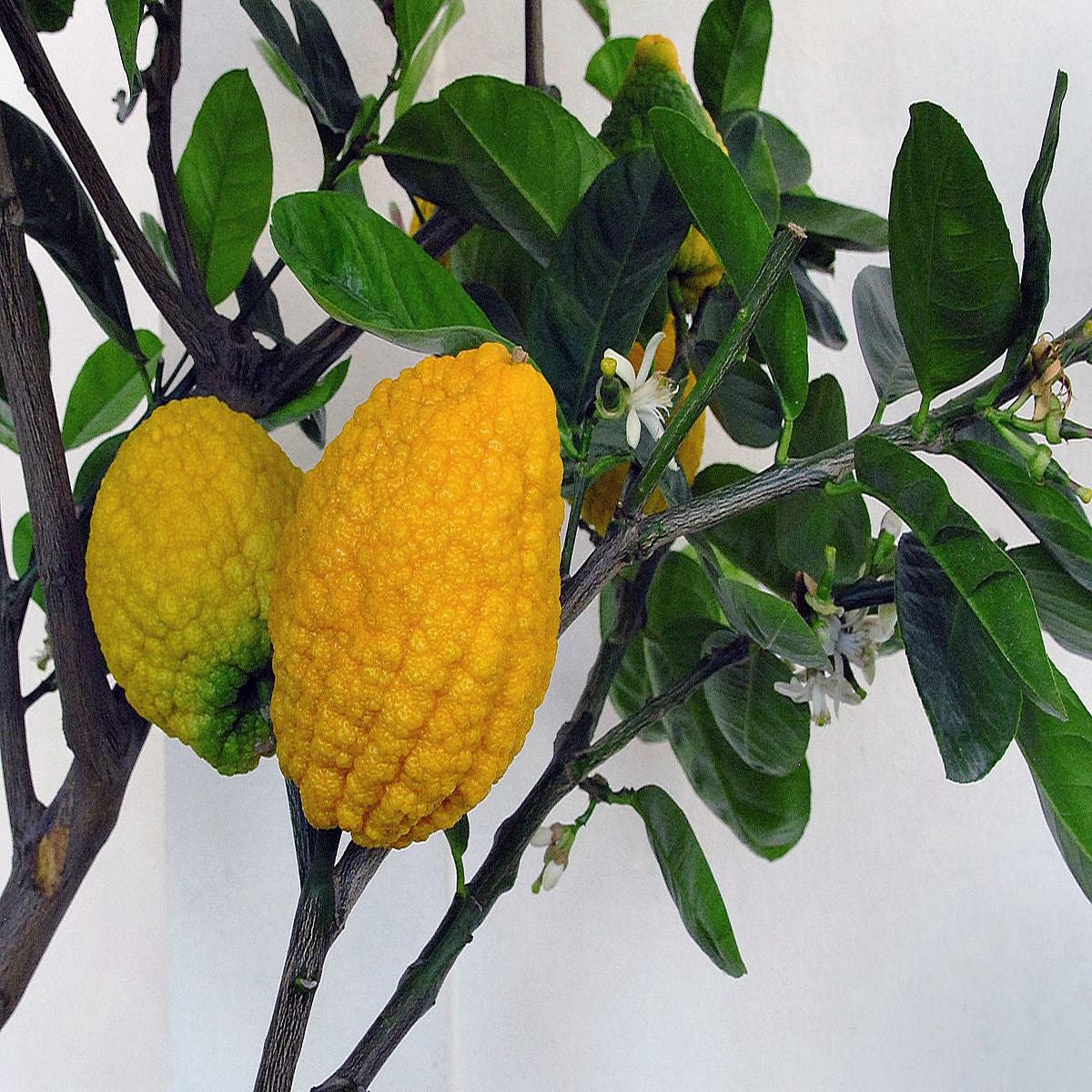 Citron Seeds for Planting Heirloom, Non-GMO, Rare Melon-Like Vegetable High Germination