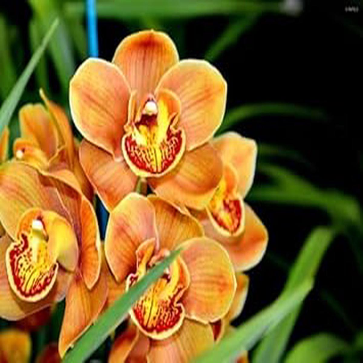 Heirloom Orange Butterfly Orchid Flower Seeds for Planting  Non-GMO, High Germination Exotic Garden Seeds