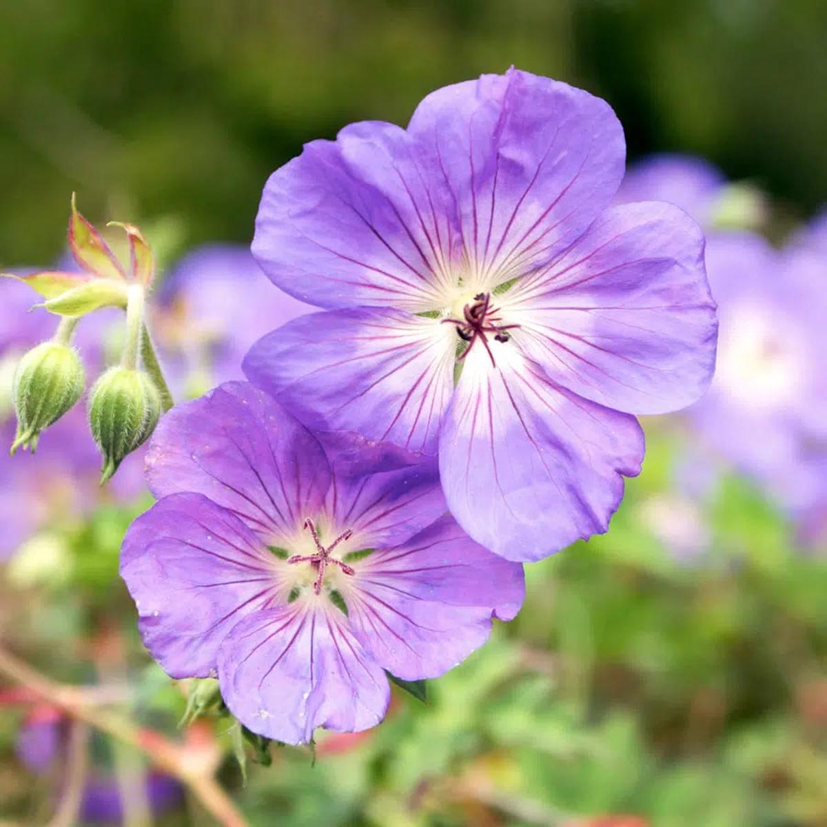 Light Purple Climbing Geranium Flower Seeds for Planting Heirloom, Non-GMO, Hardy High Germination