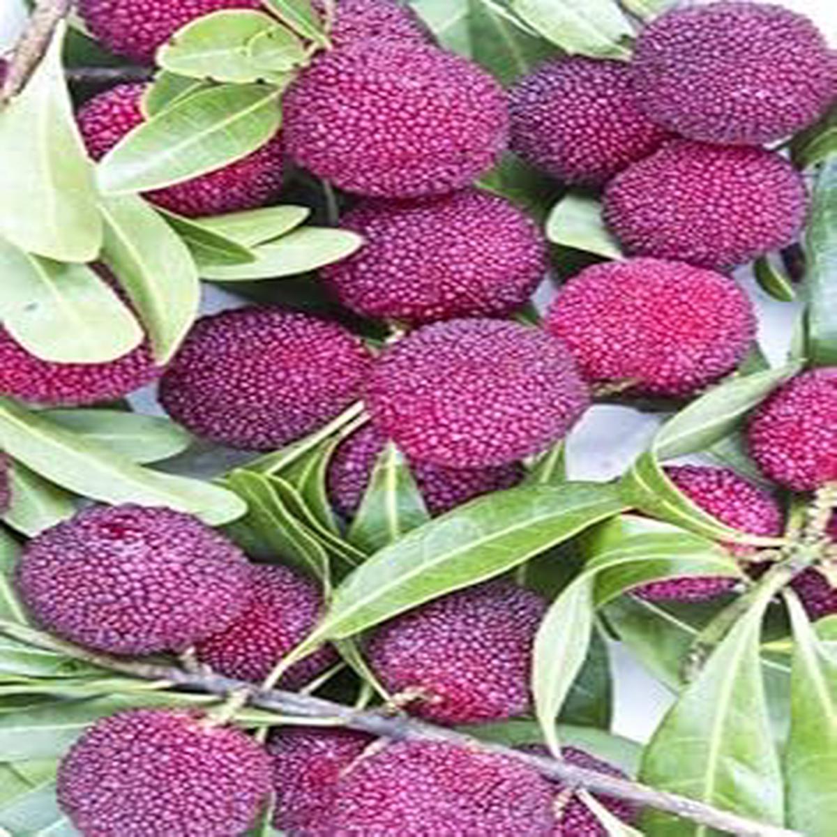 Pink Arbutus Bayberry Fruit Seeds Heirloom & Non-GMO Garden Seeds 100 pcs