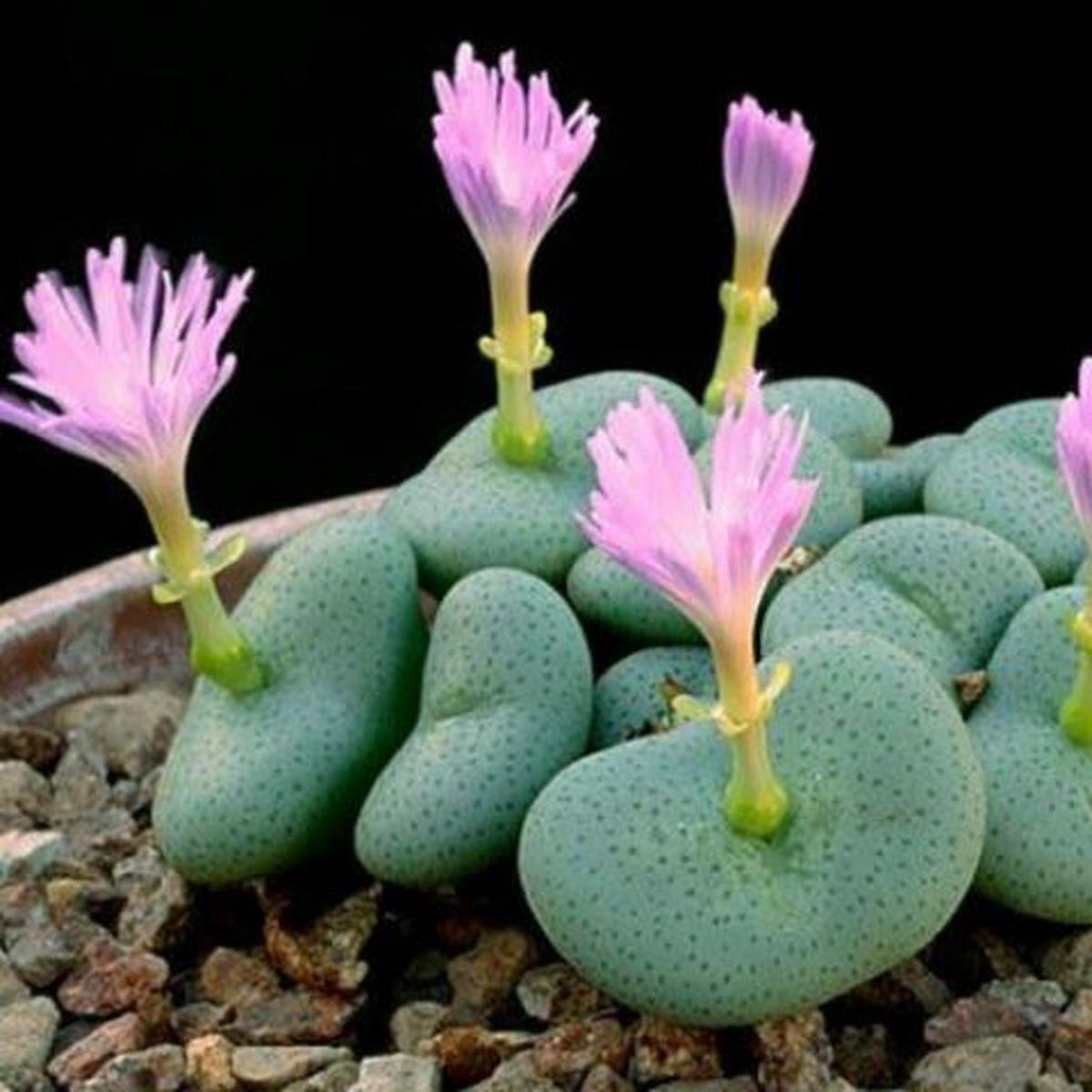 Pink Conophytum Herb Seeds Heirloom, Non-GMO Seeds for Naturally Fresh Garden Planting