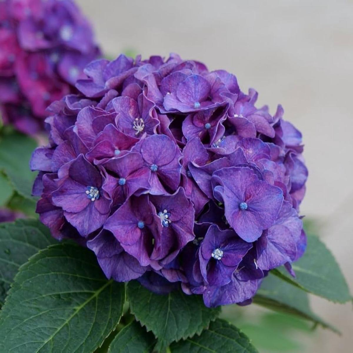 Purple Hydrangea Flower Seeds for Planting Heirloom, Non-GMO, High Germination Organic Garden Seeds