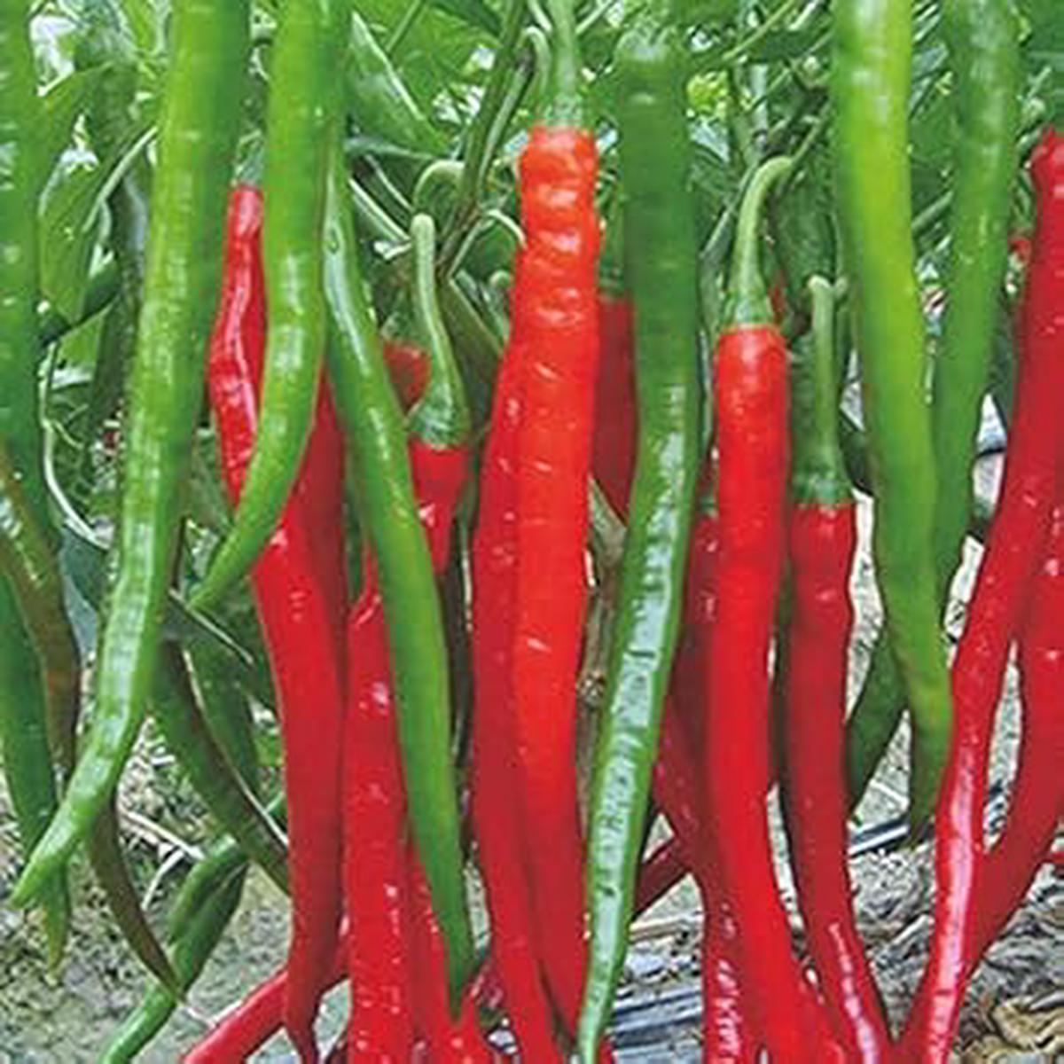 Red Chili Vegetable Seeds for Planting Heirloom & Non-GMO Garden Seeds