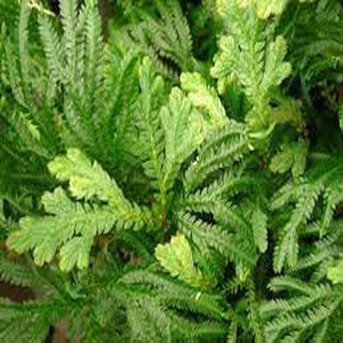 Selaginella Herb Seeds  Heirloom, Non-GMO Seeds for Year-Round Garden Growth