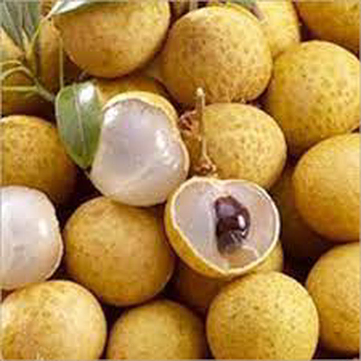 Yellow Lychee Fruit Seeds for Planting  Heirloom Non-GMO Tropical Fruit Seeds