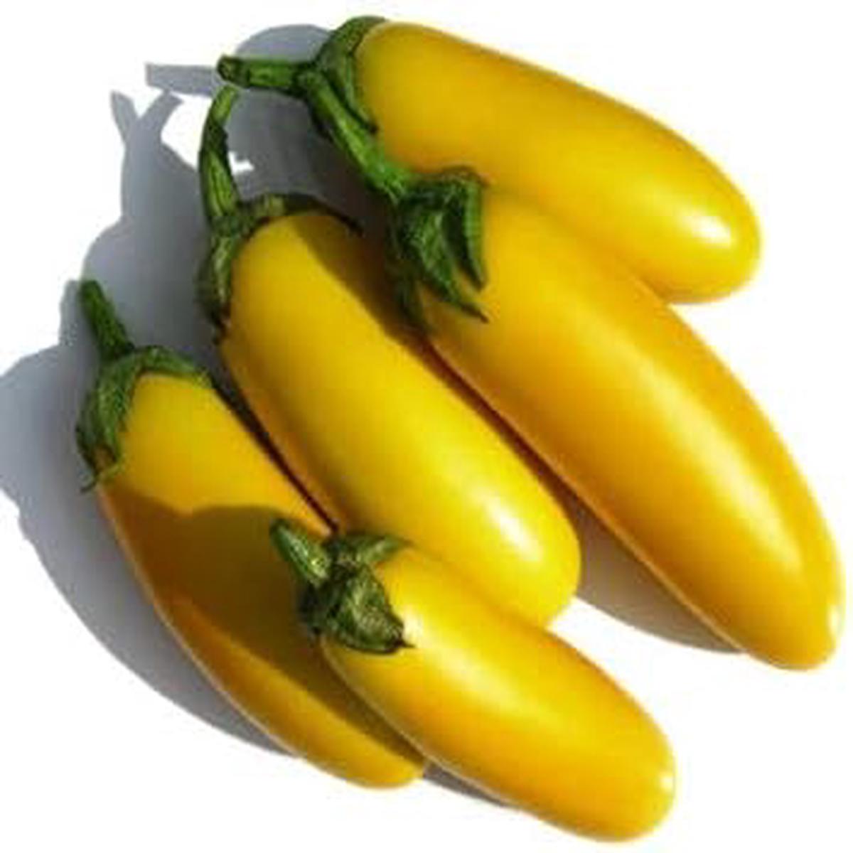 Yellow Mix Eggplant Seeds for Planting  Heirloom, Non-GMO, High Germination, Bright Variety for Vibrant Dishes