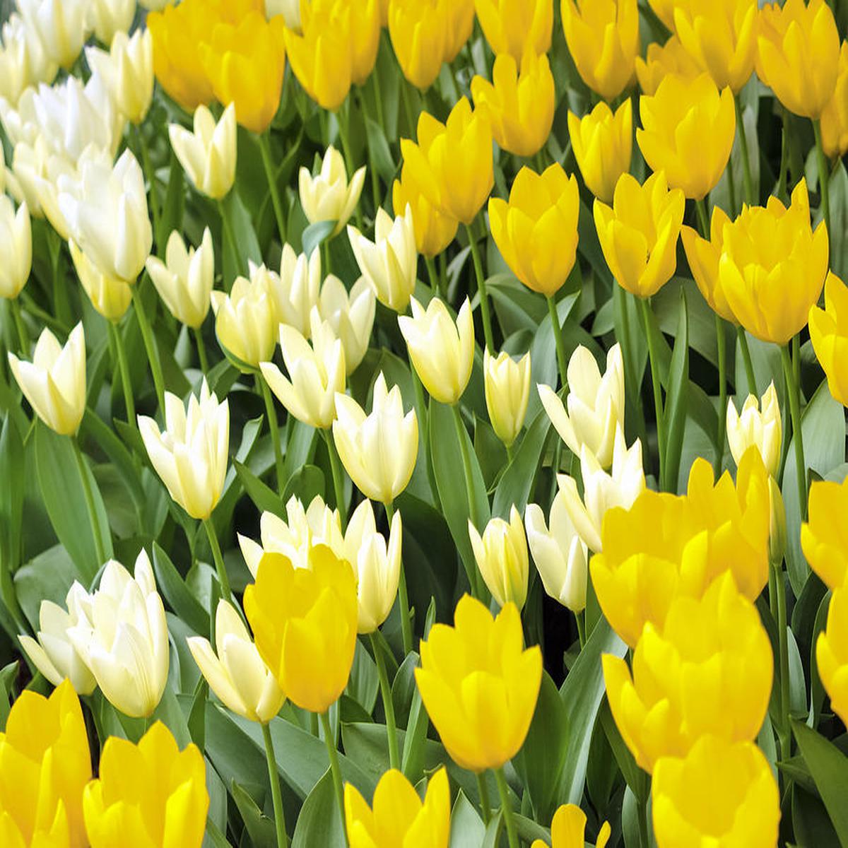 Yellow White Tulip Flower Seeds for Planting Heirloom Non-GMO, High Germination Organic Garden Seeds