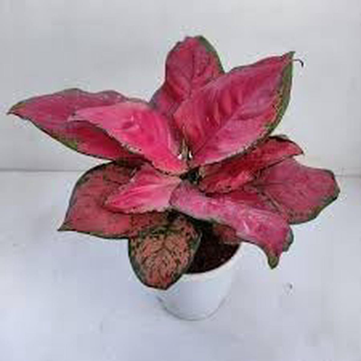 Aglaonema Flower Seeds for Planting  Wildflower Mix, Heirloom, Non-GMO, High Germination