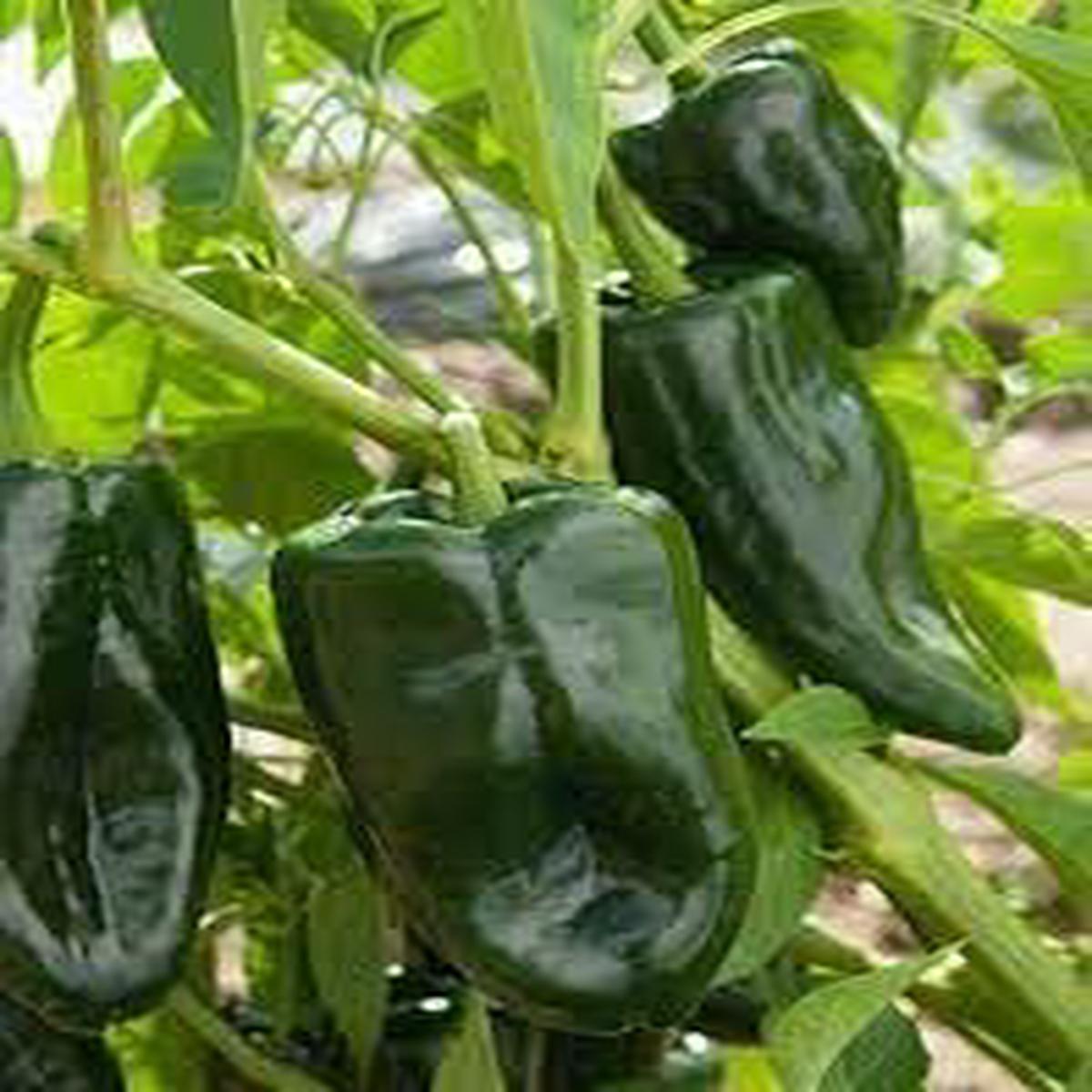 Ancho Pepper Seeds for Planting  Heirloom Non-GMO Mild Chili Vegetable Seeds with High Germination for Organic Gardens