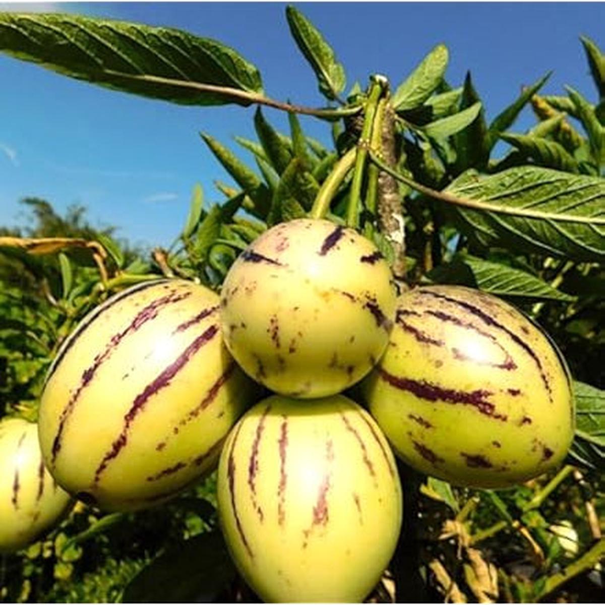 Asian Apple Melon Seeds for Planting  heirloom non-GMO seeds, exotic sweet and tangy melons  100 pcs