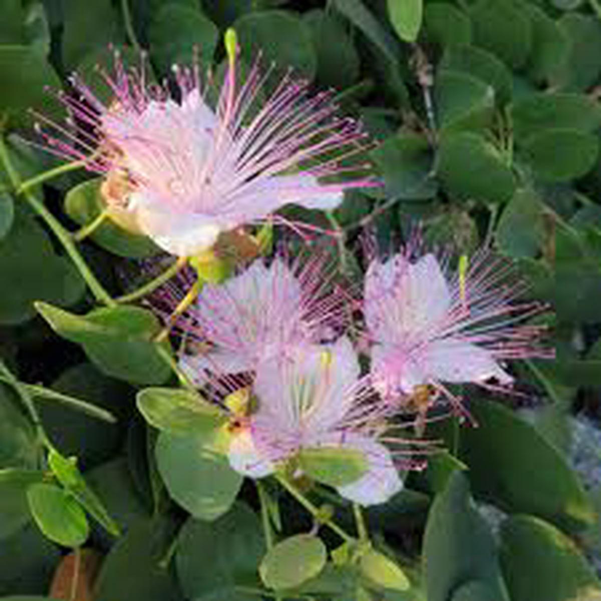 Blue Caper Flower Seeds for Planting  Exotic Blooms, Pollinator Friendly