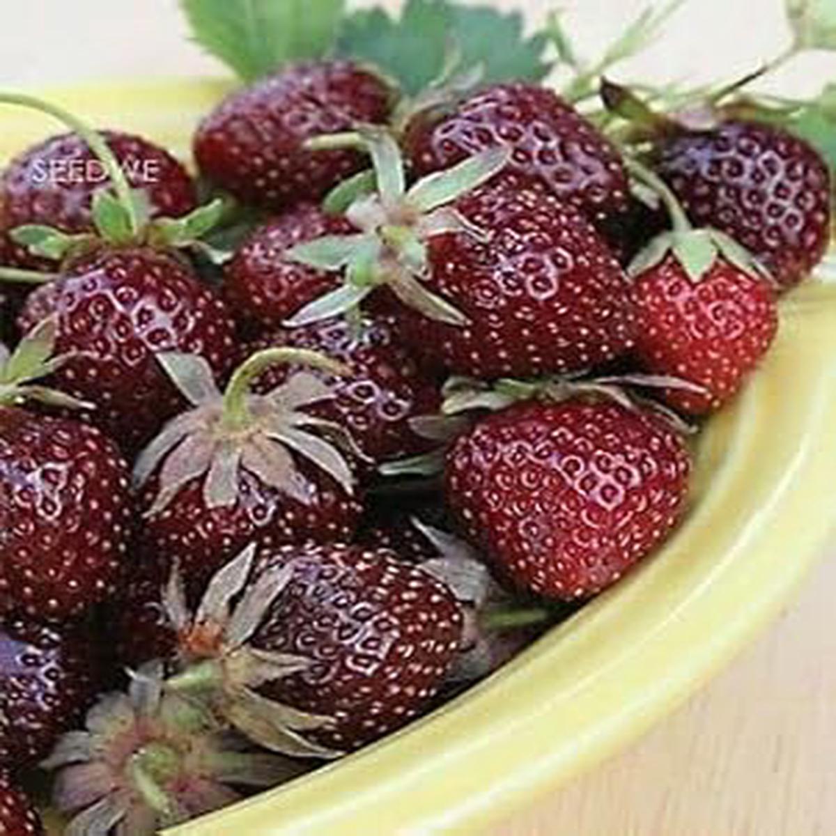Burgundy Strawberry Fruit Seeds  Heirloom & Non-GMO Seeds for Planting  100 pcs