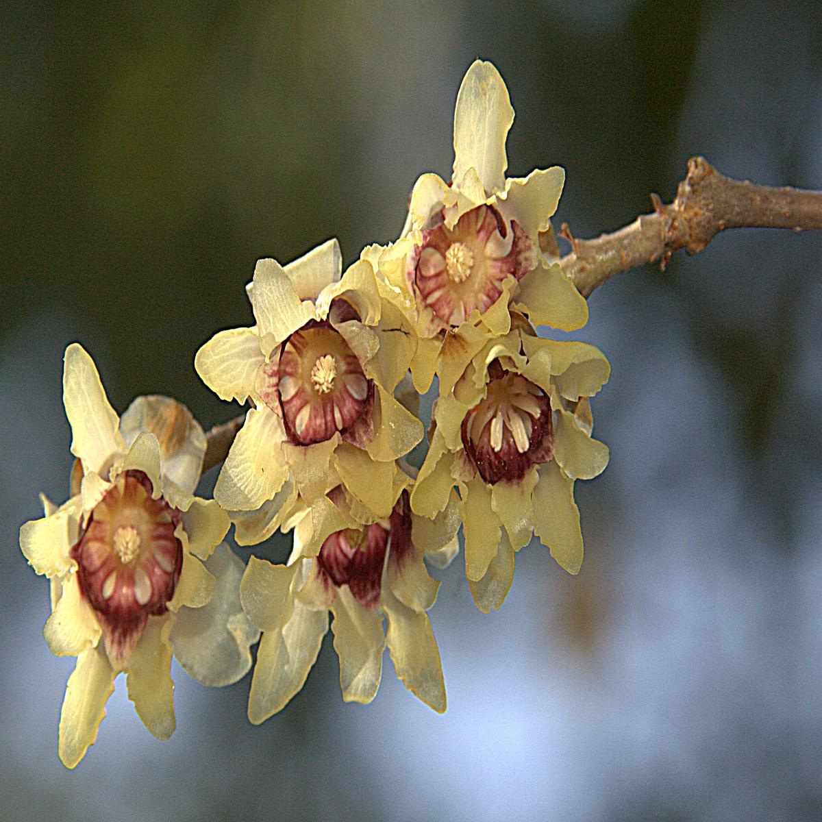 Chimonanthus Flower Seeds for Planting Compact Growth, Heirloom, Non-GMO Garden Seeds