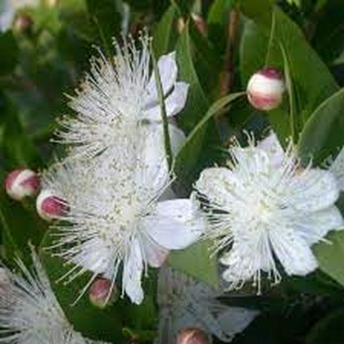 Greek Myrtle Plant Seeds (Myrtus communis)  Heirloom, Non-GMO, High Germination Organic Garden Seeds for Mediterranean Herb Gardens