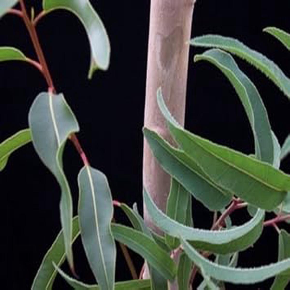 Green Eucalyptus Tree Herb Seeds for Planting Heirloom, Non-GMO, Organic Garden Seeds with High Germination