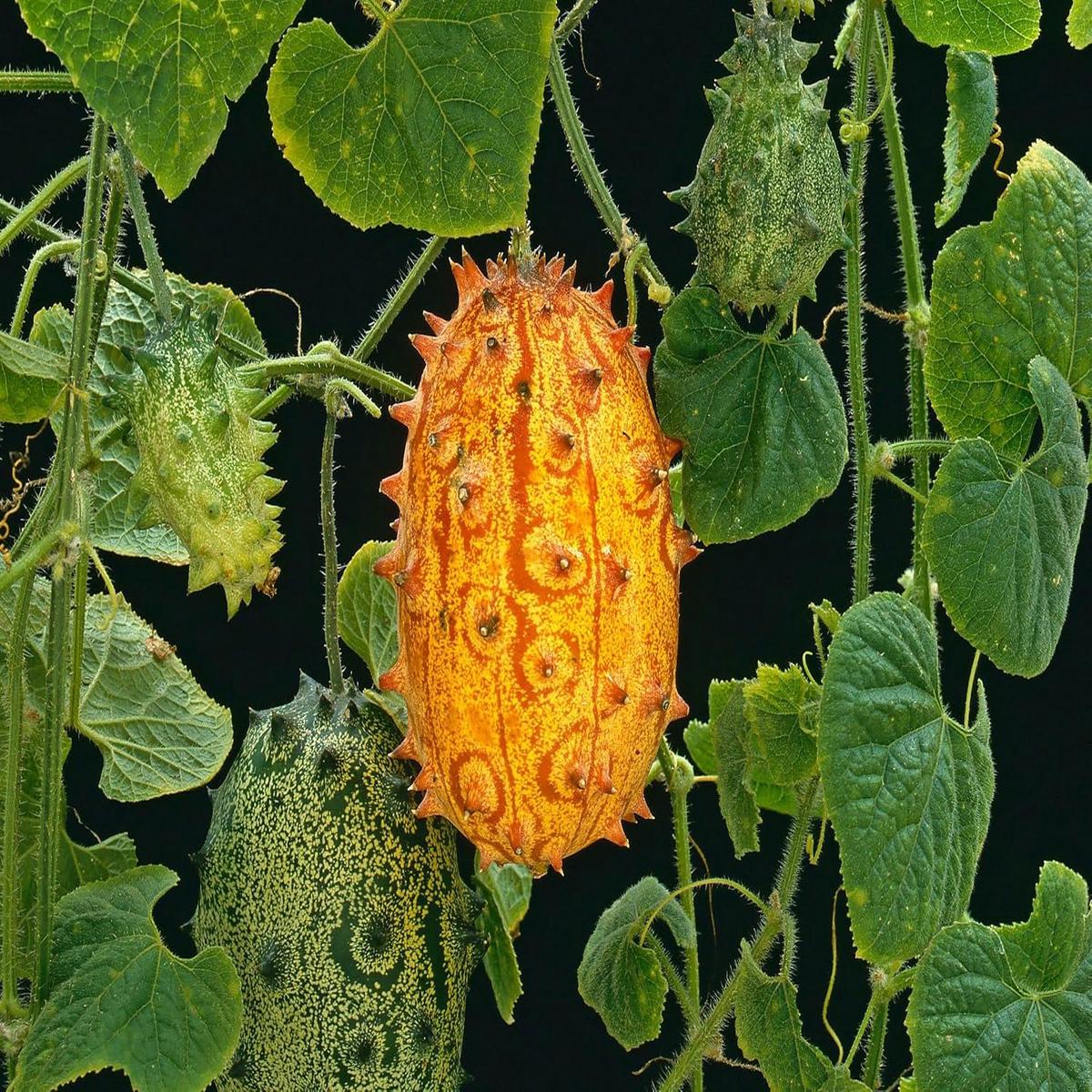 Kiwano fruit seeds for planting Heirloom & Non-GMO exotic garden seeds