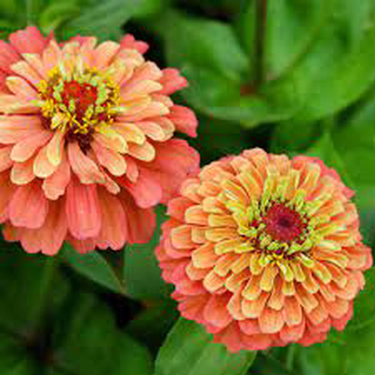 Lime Orange Zinnia Flower Seeds for Planting Heirloom, Non-GMO, High Germination Organic Garden Seeds