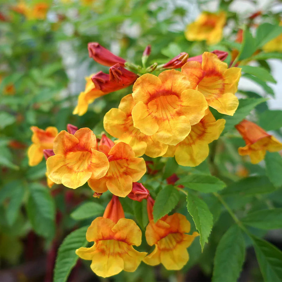Orange Tecoma Jubilee Flower Seeds for Planting Heirloom, Non-GMO, Organic Garden Seeds