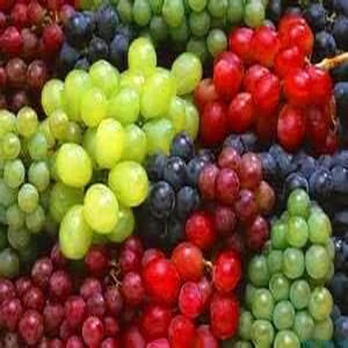 Rainbow Mixed Grape fruit seeds for planting - Heirloom & Non-GMO Garden seeds