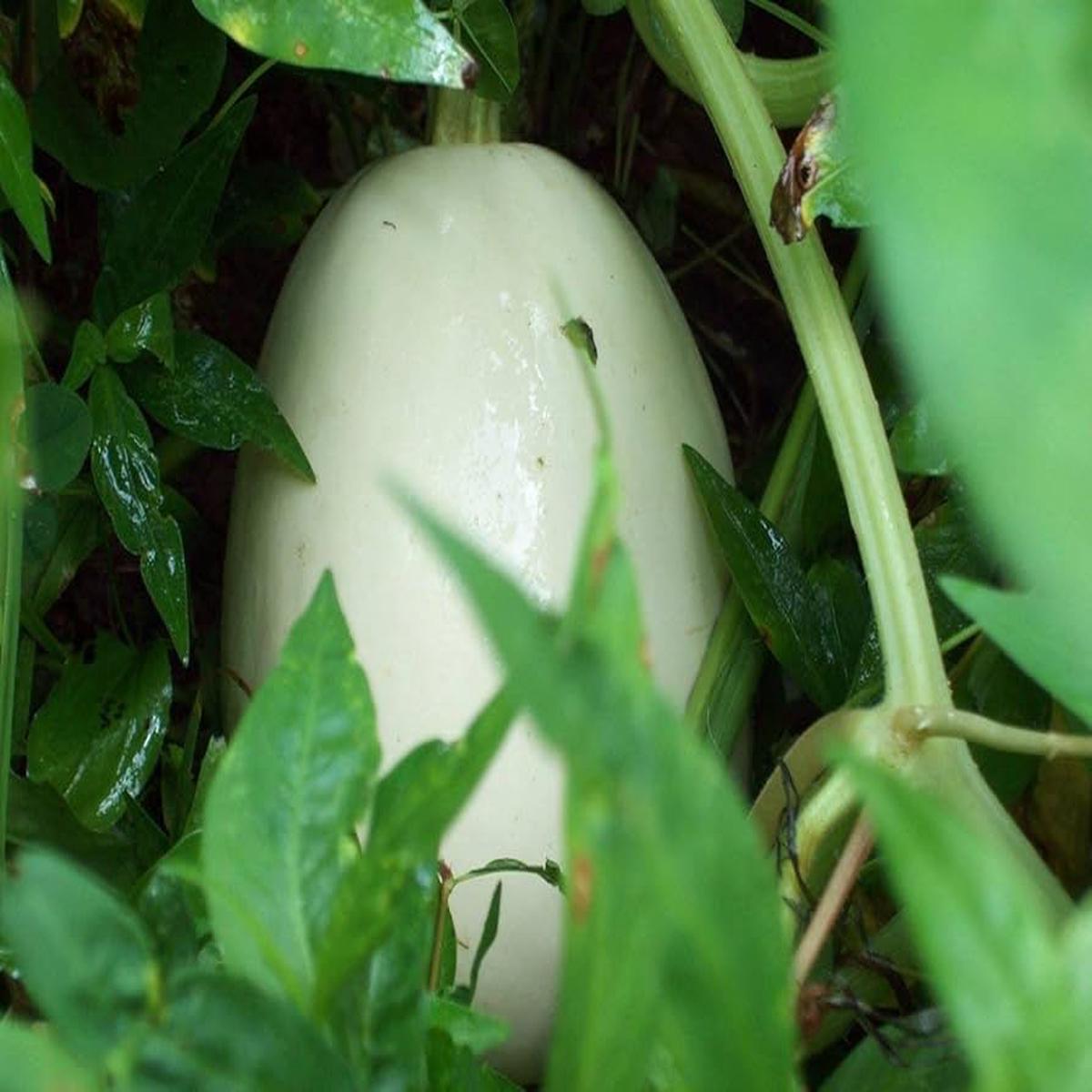 White Nest Egg Gourd Vegetable Seeds for Planting Heirloom & Non-GMO Seeds for Decorative Craft Gourds
