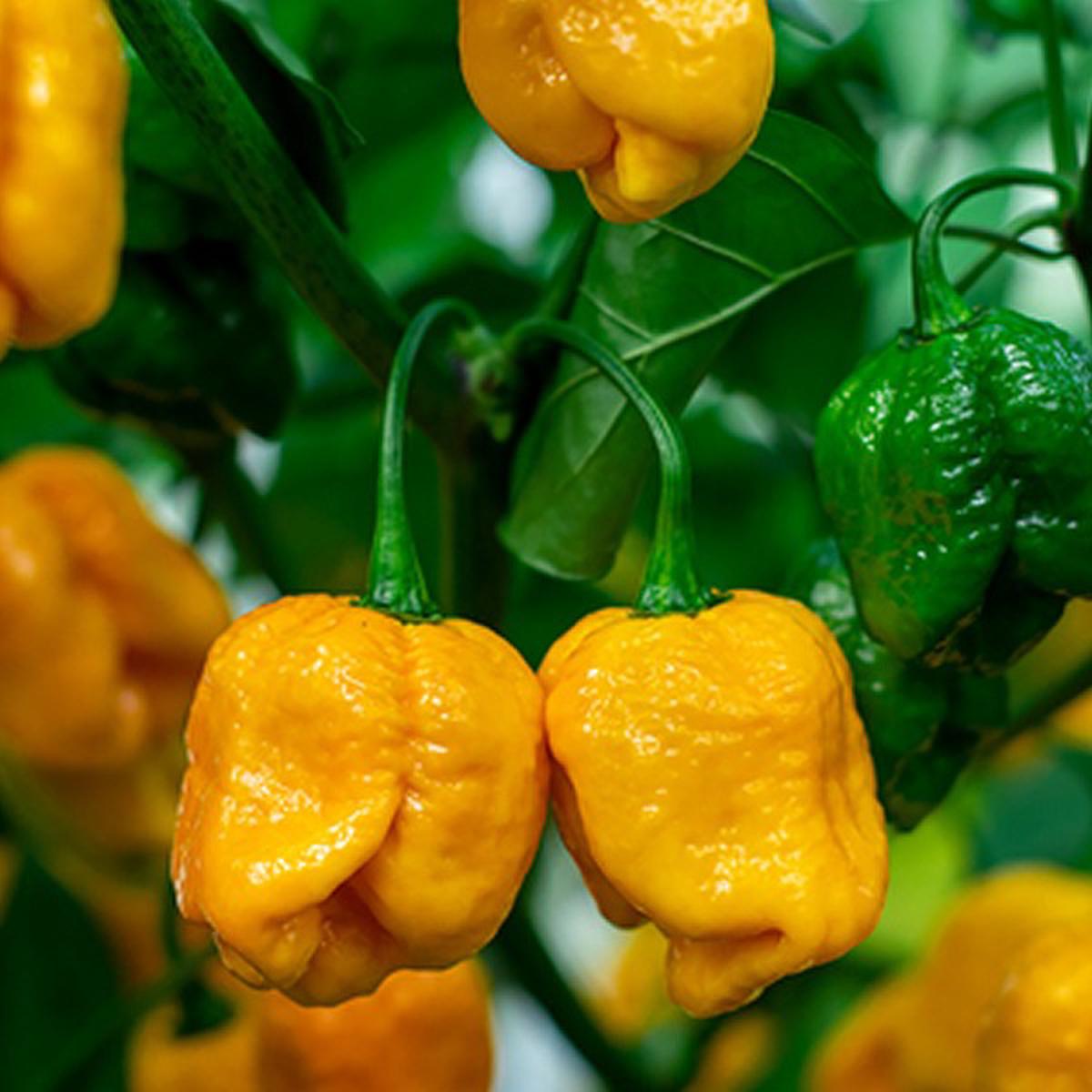 Yellow Brain Strain Pepper Seeds  Heirloom Non-GMO Super Hot Seeds for Planting, Organic Garden Seeds, High Germination