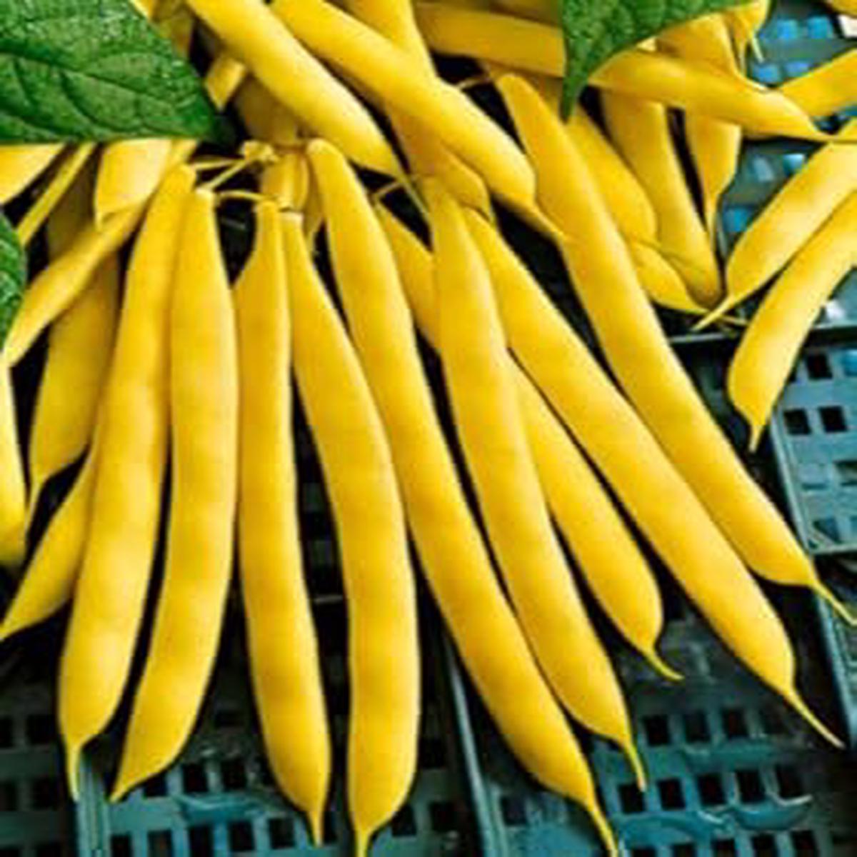 Yellow Bush Bean Vegetable Seeds for Planting  Heirloom & Non-GMO Seeds for Easy Warm-Season Gardening
