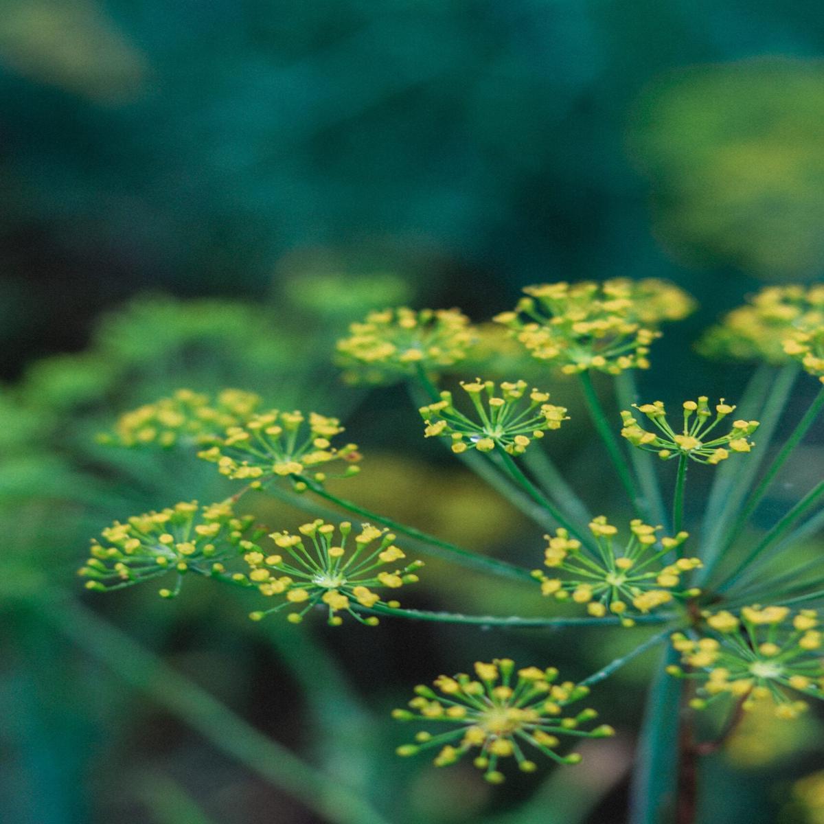 Yellow Dill Herb Seeds for Planting Heirloom, Non-GMO, Organic Garden Seeds with High Germination