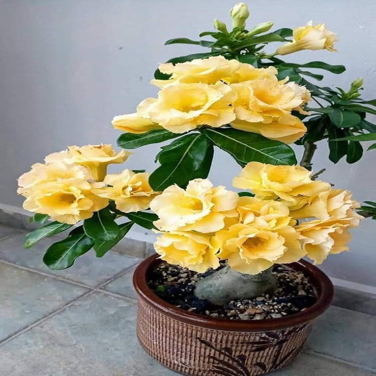 Yellow Green Adenium Flower Seeds for Planting Heirloom, Non-GMO, High Germination Organic Garden Seeds