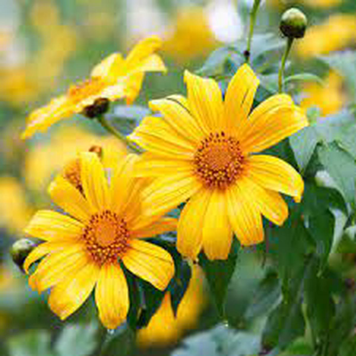 Yellow Torch Mexican Sunflower Seeds (Tithonia) for Planting  Heirloom & Non-GMO Blooms for Pollinator and Butterfly Gardens