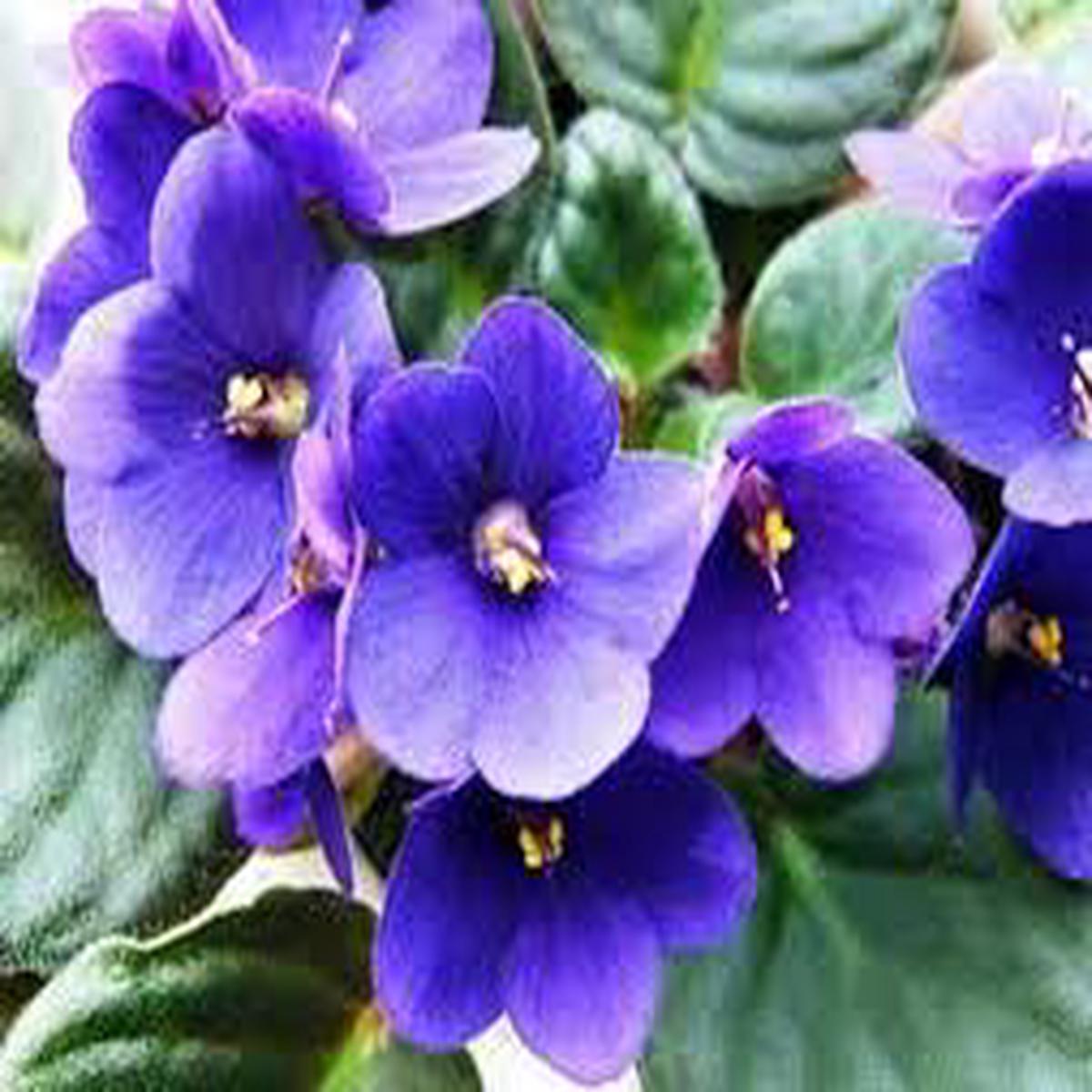 African Violet Flower Seeds for Planting - Easy to Grow, Heirloom, Non-GMO & High Germination Organic Seeds
