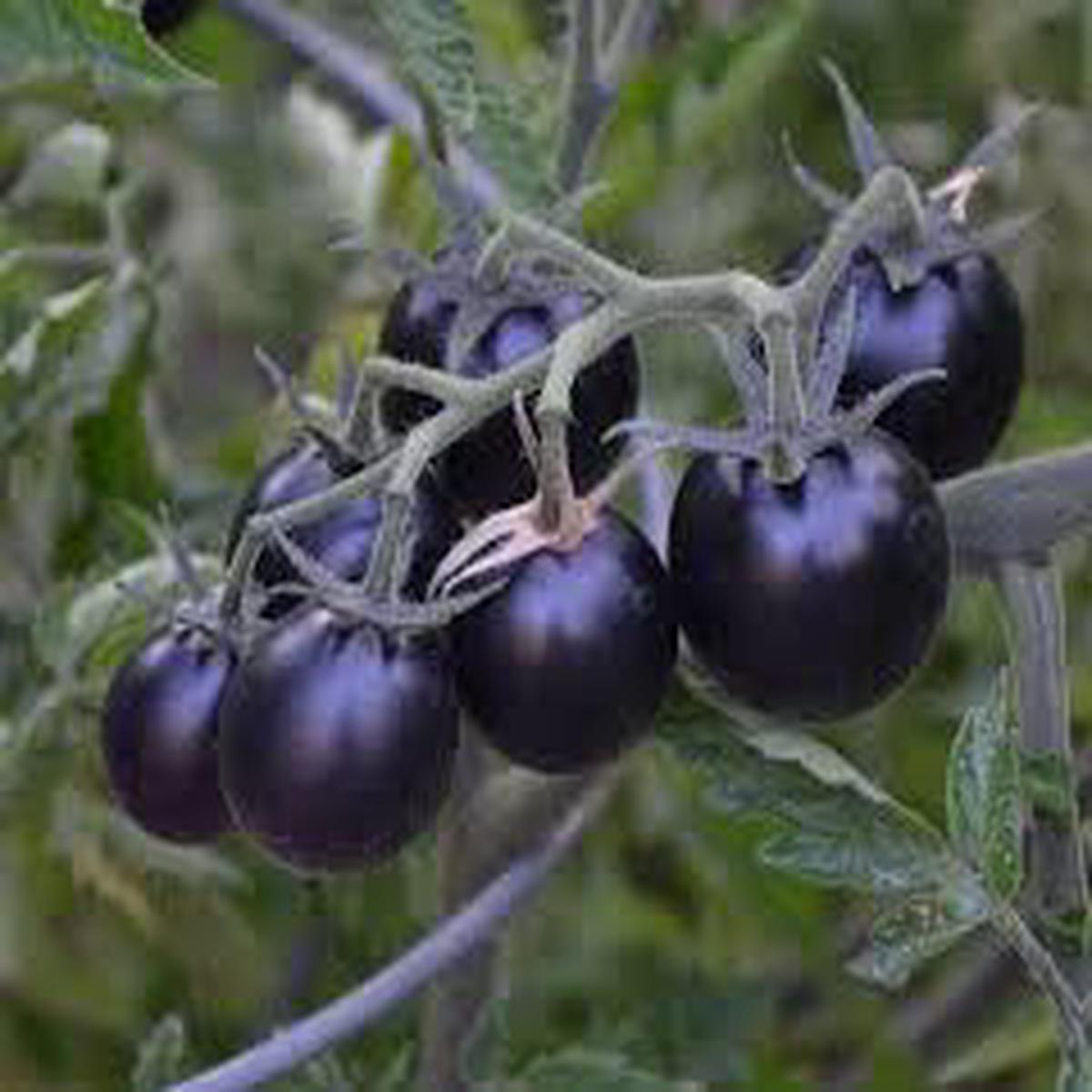 Black Cherry Tomato Seeds for Planting Heirloom Non-GMO Sweet Vegetable Seeds with High Germination for Organic Gardens
