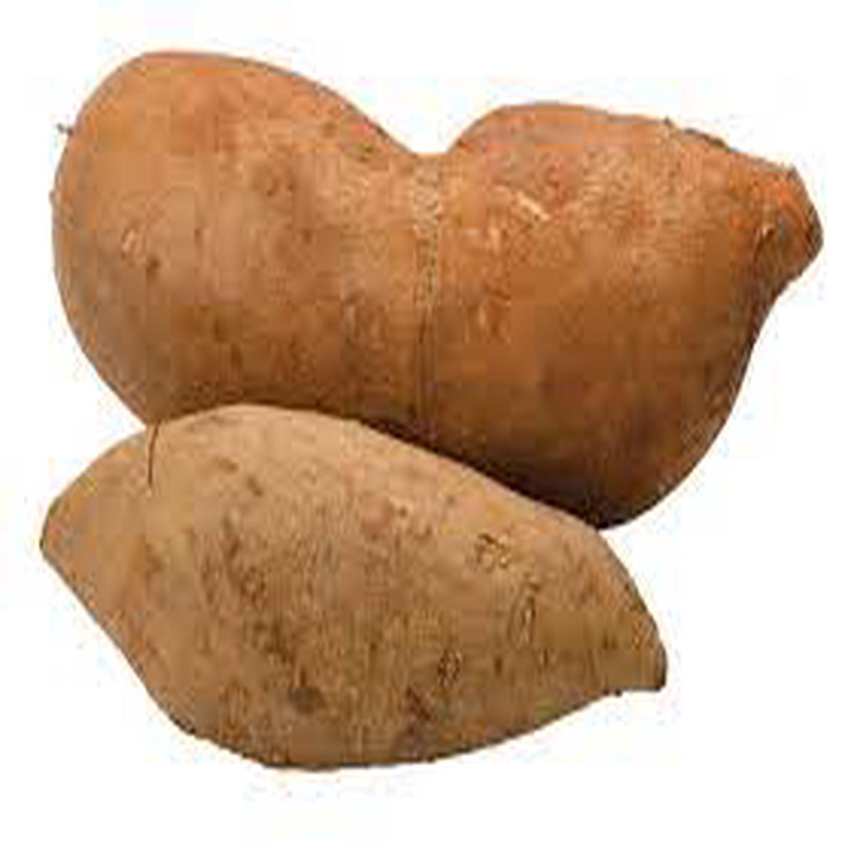 Bogachiel Yacon Seeds for Planting Heirloom & Non-GMO Root Vegetable Seeds for Organic Gardens