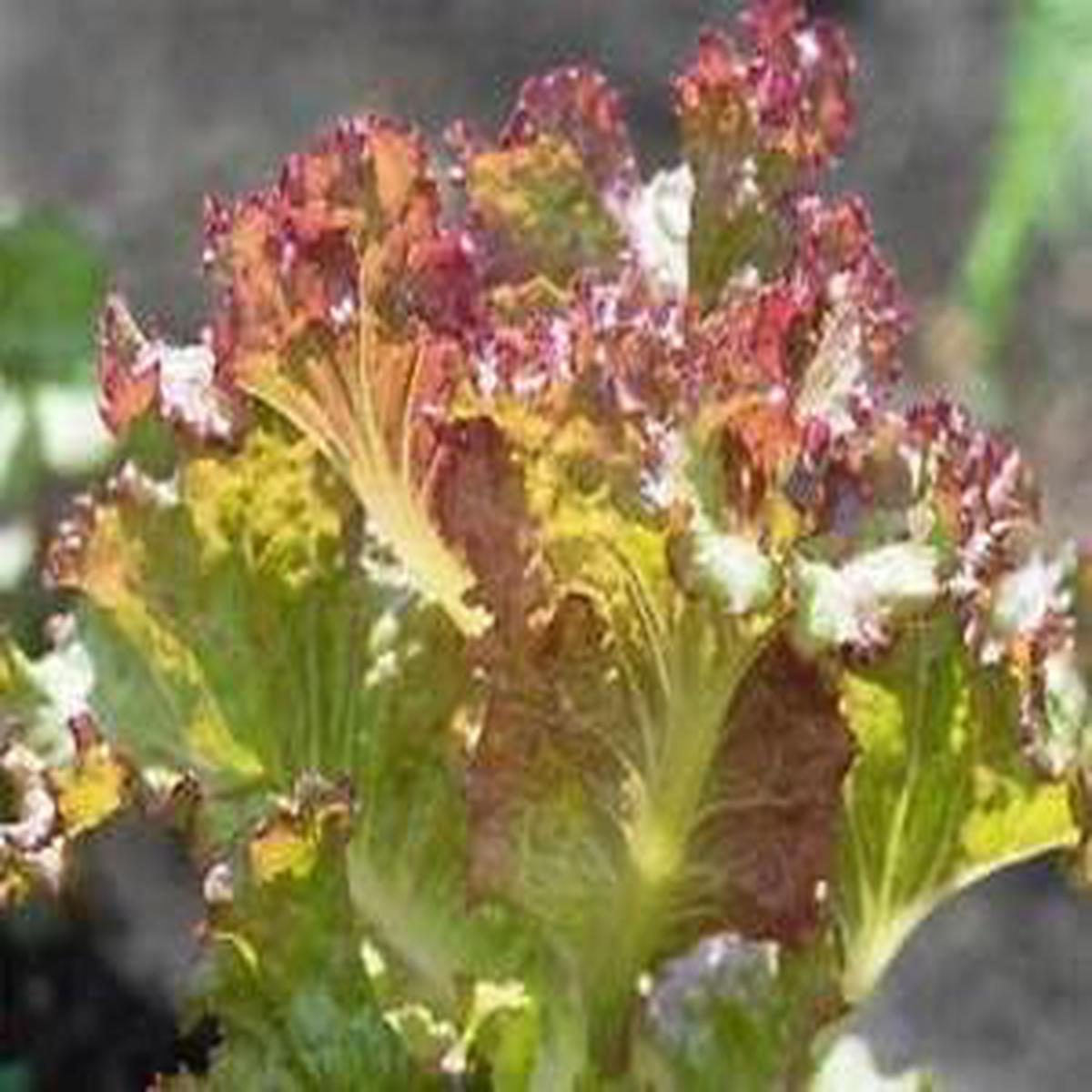 Brown Lettuce Seeds for Planting Heirloom, Non-GMO, Earthy Gourmet Greens Organic Garden Seeds