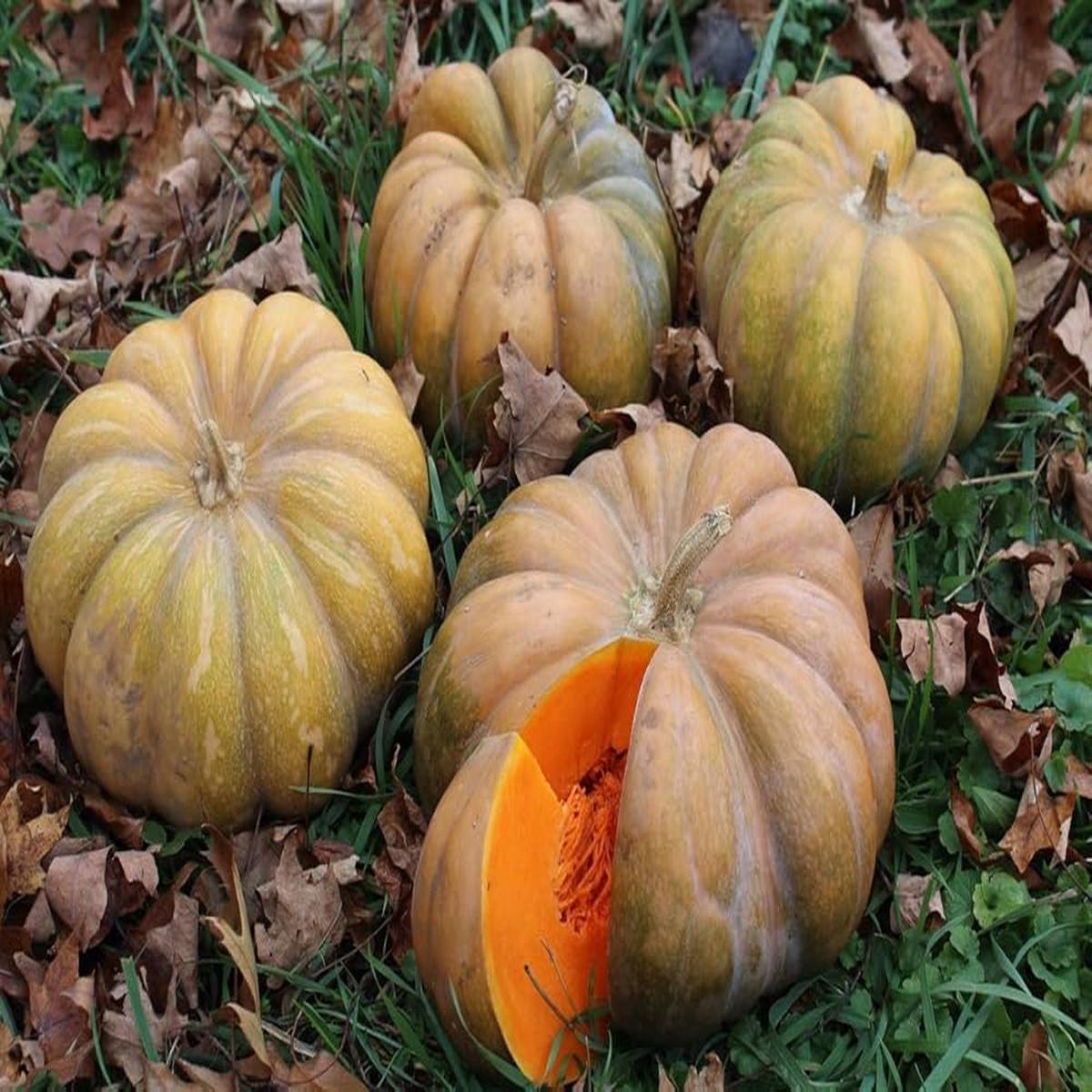 Brown Pumpkin Seeds for Planting Heirloom Non-GMO Unique Fall Vegetable Organic Garden Seeds, High Germination