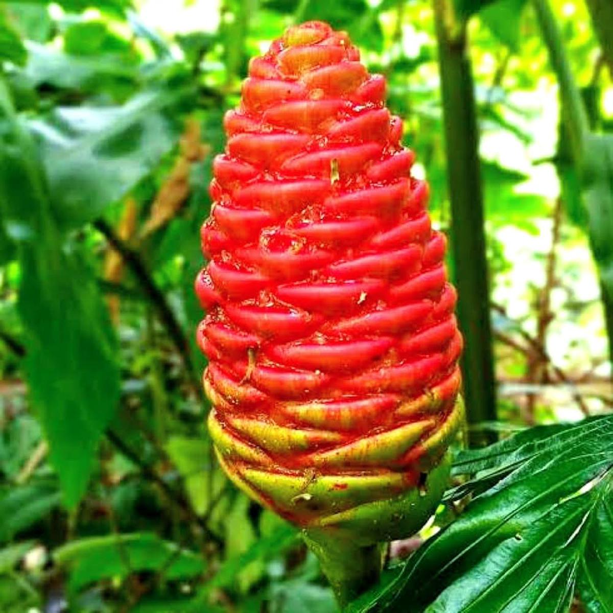 Costus Flower Seeds for Planting Heirloom, Non-GMO, Organic Garden Seeds