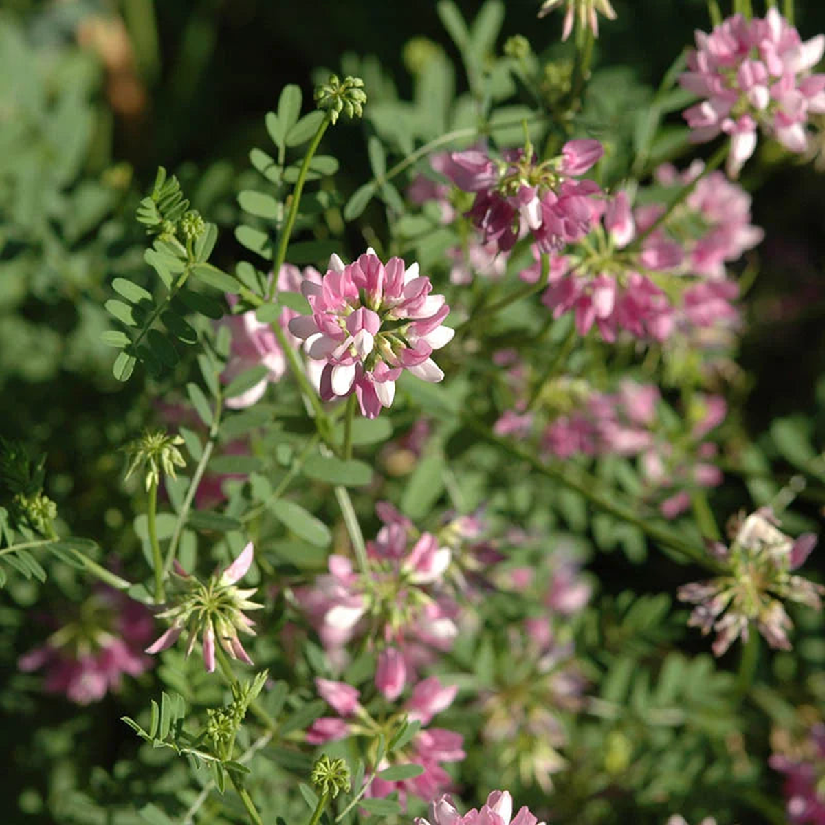 Crown Vetch Pink Flower Seeds for Planting  Heirloom, Non-GMO, High Germination Organic Garden Seeds