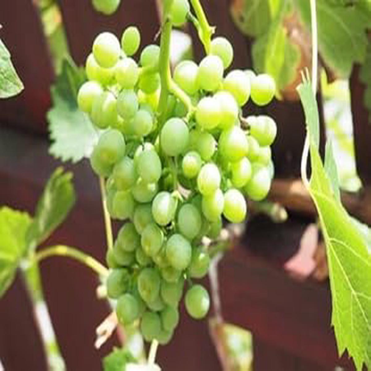 Grape seeds for planting - Heirloom & Non-GMO fruit vine garden seeds